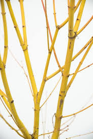 Acer pal. Bi-hoo