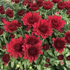 Garden Mum 19Cm - Shrubs - Windyridge Garden Centre