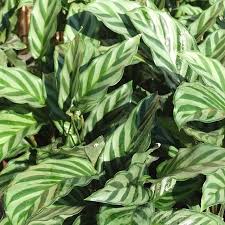 Zebra Plant Calathea Freddie (7cm Pot)