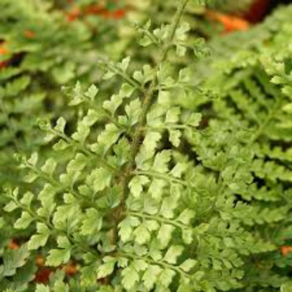 Close-up of a fern with a blurred background