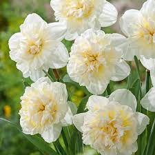 NARCISSUS ICE KING X 5
