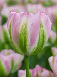 TULIPA GROENLAND X 8
