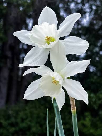 Narcissus 'Thalia' 7-pack