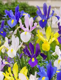 IRIS HOLLANDICA MIXED COLOURS X 15