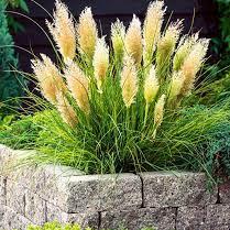 Cortaderia-sell.-Tiny-Pampa-Planted-1