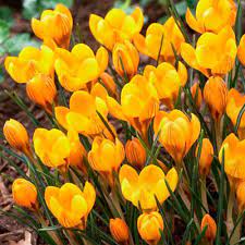 CROCUS SPECIE FUSCOTINCTUS X 15