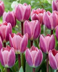 TULIP LIGHT AND DREAMY 7