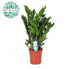 Zamioculcas zamiifolia  P17
