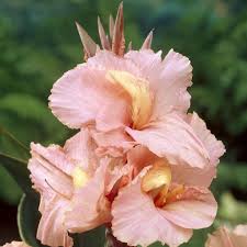 Canna Salmon Beauty 2 - Bulbs - Windyridge Garden Centre
