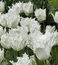 TULIP NOORDEINDE 6