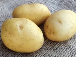 Second Earliers Vitabella 2 Kg Nets - Bulbs - Windyridge Garden Centre
