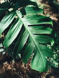 Monstera delicosa on mosspole