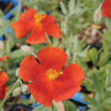 Helianthemum Henf. Brilliant