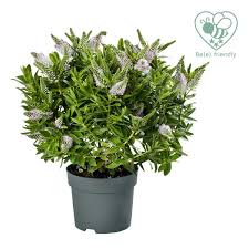 HebeDonna Jenna  3 Ltr pot