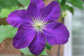 Clematis Garland duo  P19 - double arch cane