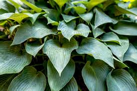 Hosta Halcyon 3L