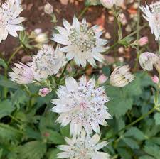 Astrantia Maj. 'Shaggy' C2 - Herbaceous - Windyridge Garden Centre
