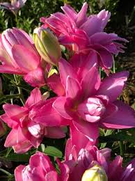 Lilium Lotus Joy 2 - Bulbs - Windyridge Garden Centre