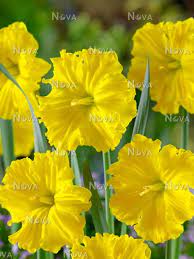 PREM NARCISSUS GOLD DISC X 4