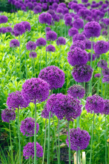 ALLIUM PURPLE SENSATION NET 50