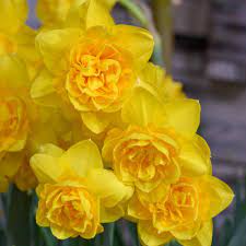 PREM NARCISSUS  HEAMOOR X 5