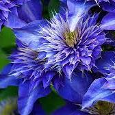 Clematis Multi Blue (2.25Ltr Square Pot)