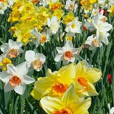 NAR FRAGRANT MIXED X 5