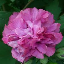 Hibiscus syr. Duc de Brabant  3 Ltr pot