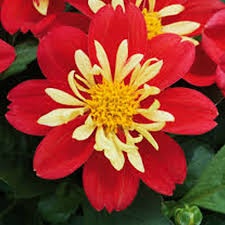 Dahlia Dahlietta Surprise Cindy