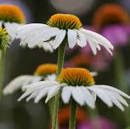 Echinacea purp. Alba  P13