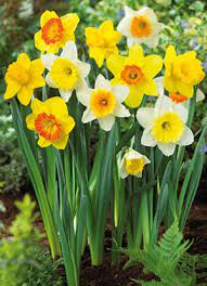 NARCISSUS MIXED COLOURS 5 KG