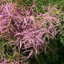Tamarix in cultivars