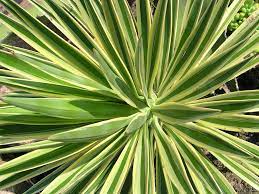 Yucca elephantipes  P29, 90+45+20+45+20