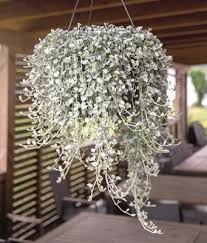 Unwins Houseplant Dichondra Silver Surfer - Seed Packets - Windyridge Garden Centre