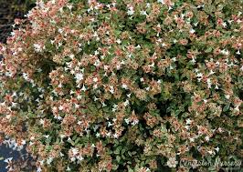 Abelia Grand. Happy Daydream  2 Ltr Pot - Herbaceous - Windyridge Garden Centre