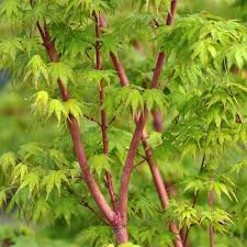 Acer pal. Sangokaku