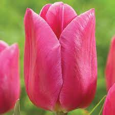 TULIP INVOLVE 7
