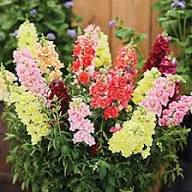 Antirrhinum Doubleshot Mix - Seed Packets - Windyridge Garden Centre