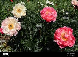 Paeonia Coral Sunset - Bulbs - Windyridge Garden Centre