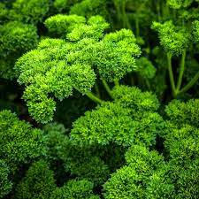 PARSLEY MOSS CURLED 1L