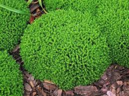 Hebe Green Globe - Shrubs - Windyridge Garden Centre