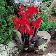 Canna Black Knight - Bulbs - Windyridge Garden Centre