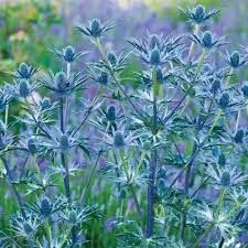 ERYNGIUM Big Blue 3L