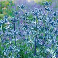 ERYNGIUM Big Blue