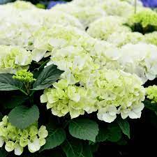 HYDRANGEA mac. Saxon Bright White