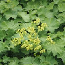 ALCHEMILLA mollis