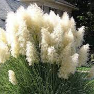 Cortaderia in cultivars
