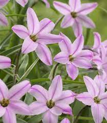 IPHEION UNIFLORUM CHARLOTTE BISHOP 10