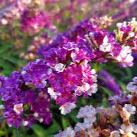 Buddleia Berries & Cream