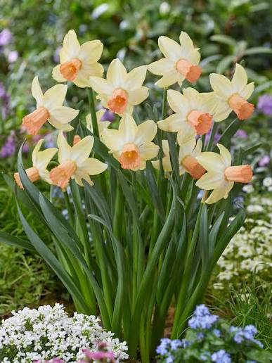 Narcissus Carice 5-pack